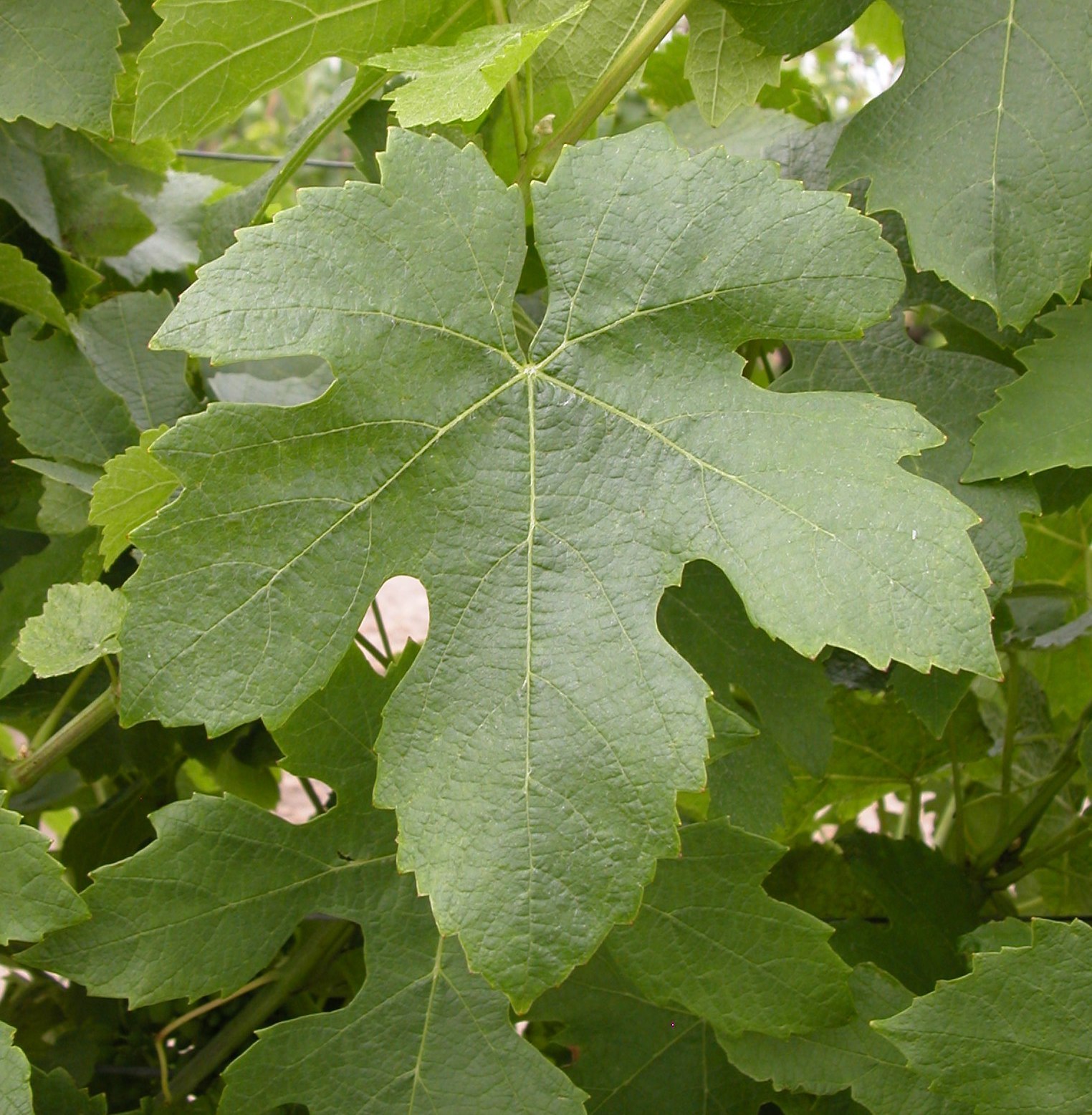 Feuille de Pinotage