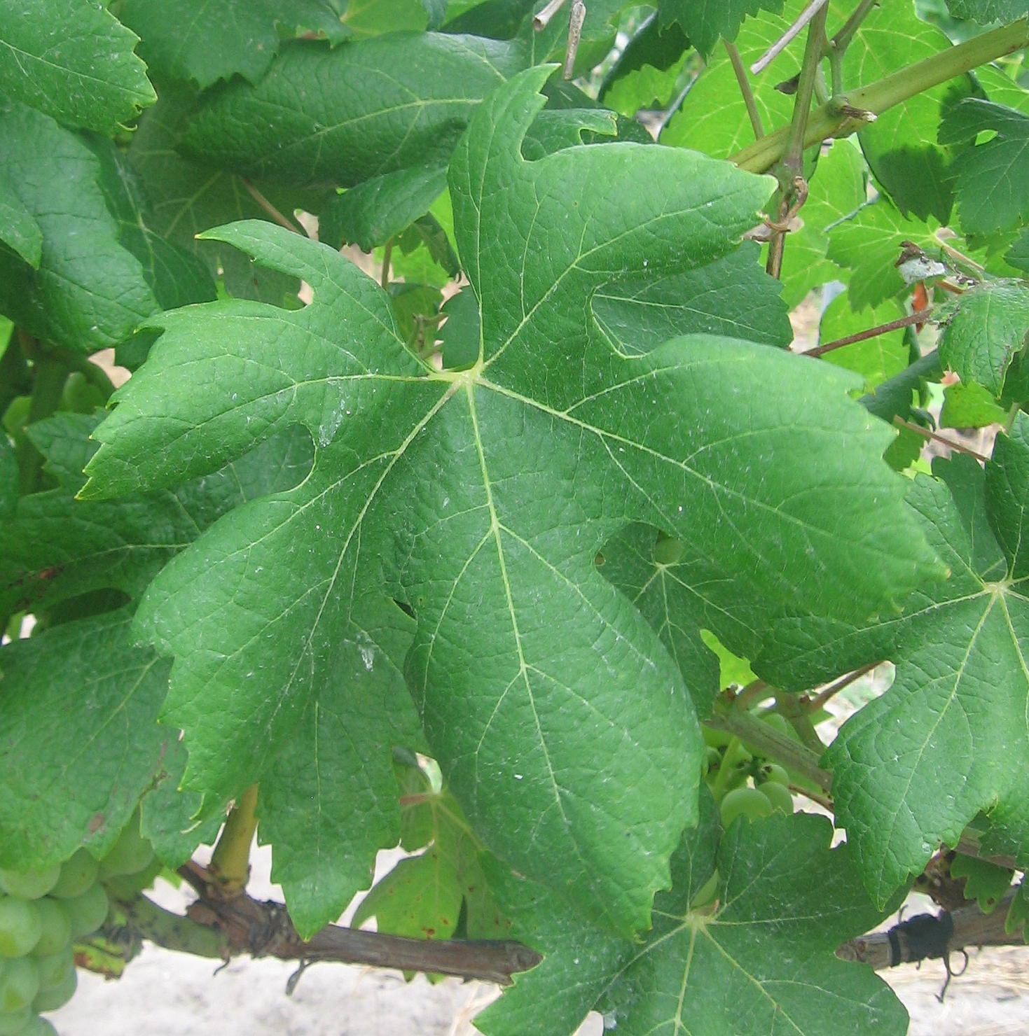 Feuille de Vintaghju