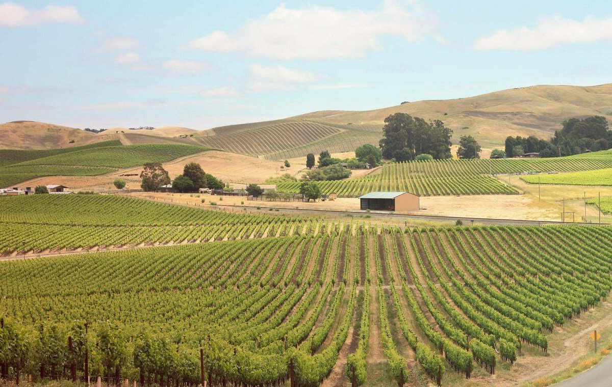 Vignobles de Napa Valley